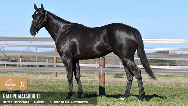 Lote Galope Matador