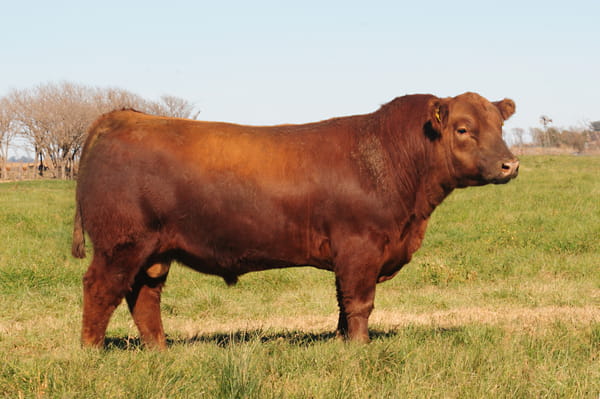 Lote Toros PP Destacados