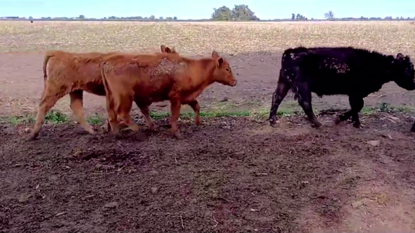 Lote 51 TERN. MACHOS Y HEMBRAS, DAIREAUX, BS. AS.