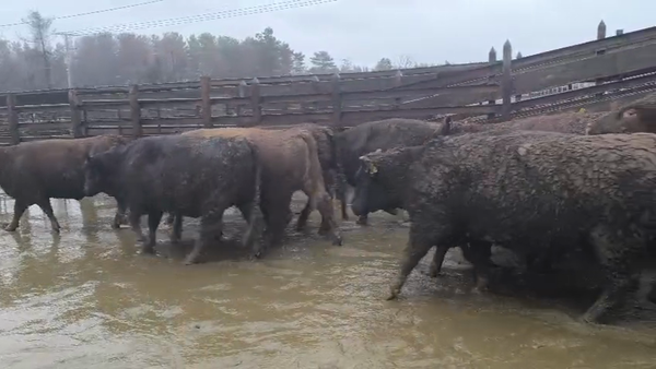 Lote 20 Vaquilla Gorda en Los Ángeles, VIII Región Biobío