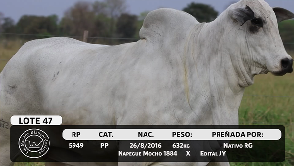 Lote LOTE 47