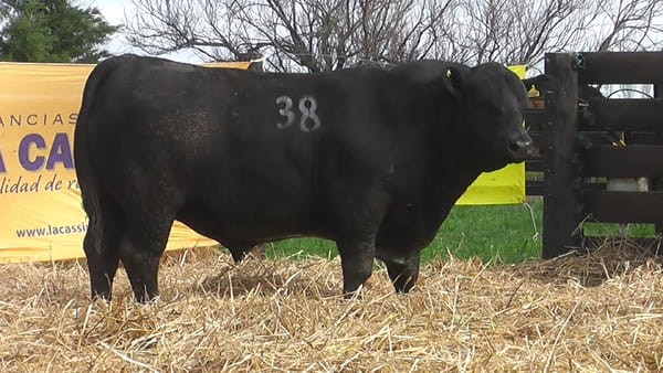 Lote TOROS ANGUS PUROS CONTROLADOS