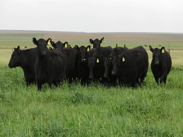 Lote VAQ. ANGUS NEGRAS P. CONTROLADAS C/GTÍA DE PREÑEZ