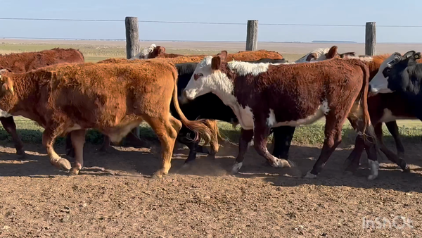 Lote 160 Novillitos en Corrientes, Mercedes
