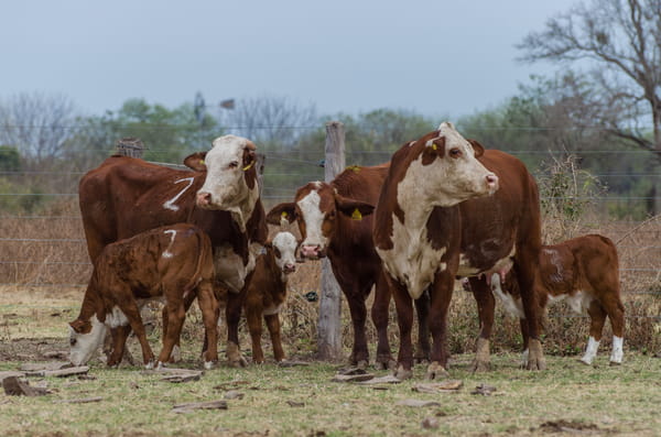 Lote Corral 52 - CABAÑA MILENA