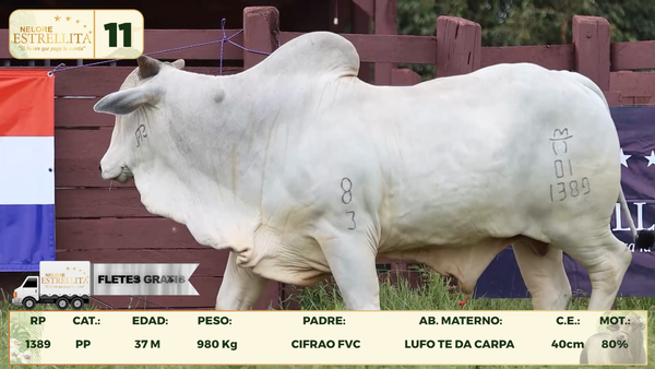 Lote LOTE 11