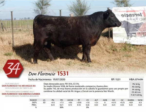 Lote TORO
