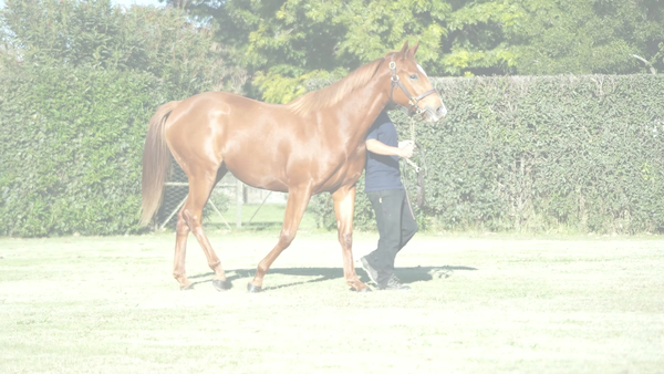 Lote FULL PANTERA (FULL MAST -  PINK DIAMOND)