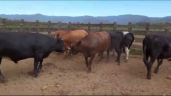 Lote 17 Novillo Gordo en Mariquina, XIV Región Los Ríos