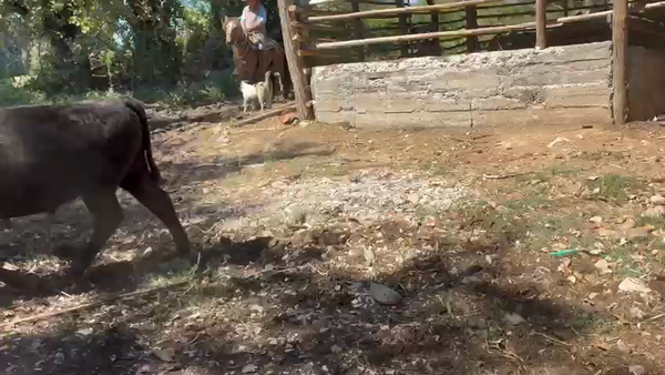 Lote 27 Novillo Engorda en Talca, VII  Región Maule