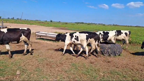Lote 16 NOVILLITOS HOLANDO ARGENTINO EN EGUSQUIZA, SANTA FE