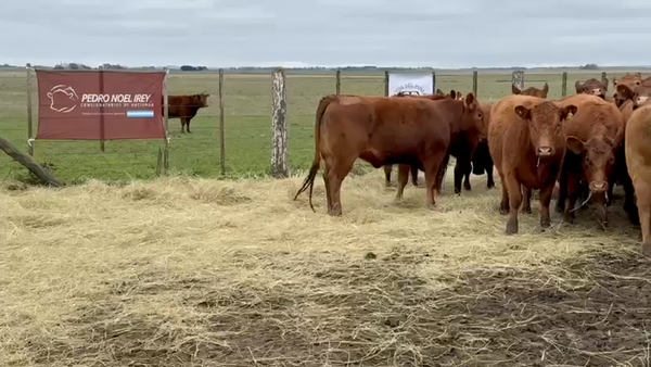 Lote VAQ PC Para servicio Campos del Puma