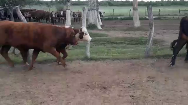 Lote 60 Vaquillonas Braford y sus cruzas en Guayquiraro, Corrientes