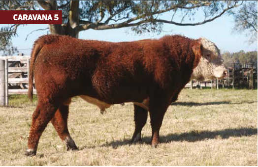 Lote LAS FLORES LWLF1435/1591- 1798