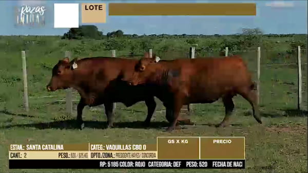 Lote LOTE 57 - 2 VAQUILLAS PREÑADAS CBO 0