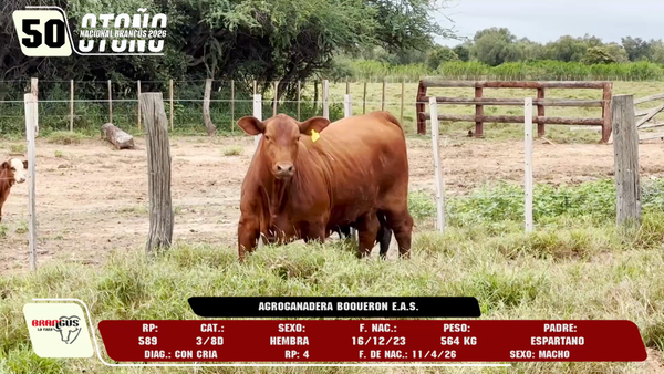 Lote LOTE 50 -DE CAMPO
