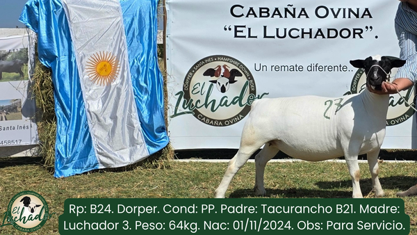 Lote B24