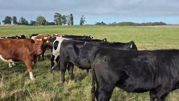 Lote 40 Novillo Gordo en Fresia, X Región Los Lagos