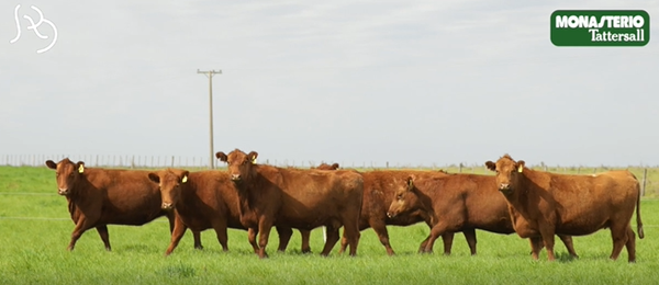 Lote VIENTRES PREÑADOS(CORRAL 30)