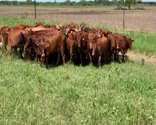 Lote 50 Vacas nuevas en El Colorado, Formosa