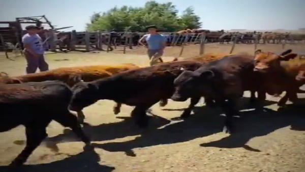 Lote 70 Terneros en Gral. Lamadrid, Buenos Aires