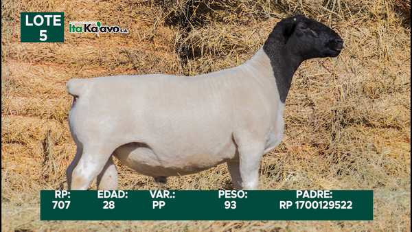 Lote LOTE 5