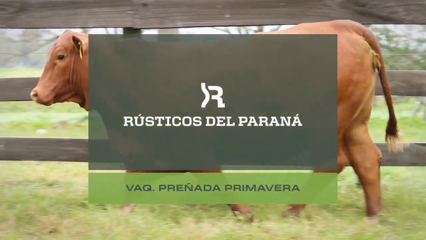 Lote VAQUILLONAS PREÑADAS