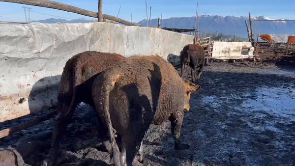 Lote 25 Novillo Gordo en Mostazal, VI Región O'Higgins