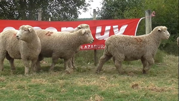 Lote 6 Borregos Planteleros 2 dientes