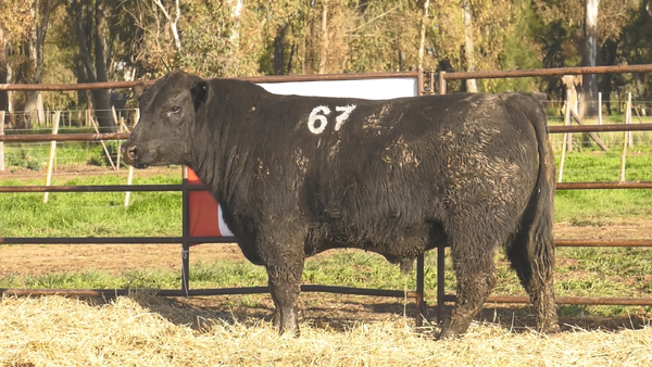 Lote TOROS ANGUS NEGROS  PC