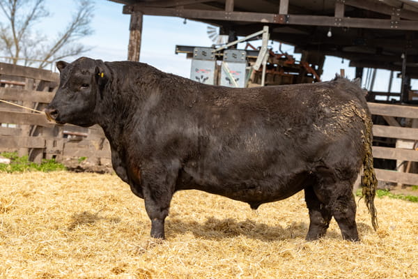 Lote Toro PP
