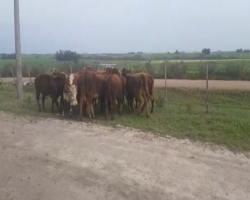 Lote (Vendido)12 Terneras angus 215kg -  en ruta 1 km 64