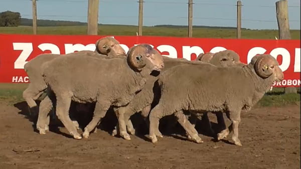 Lote 10 carneros 2 dtes MO