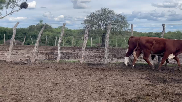 Lote 70 Terneras en Corrientes, Curuzú-Cuatiá