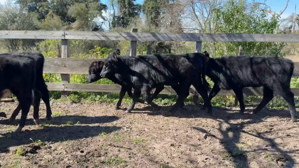 Lote TERNEROS Y TERNERAS