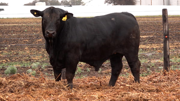 Lote TOROS BRANGUS de El Porvenir