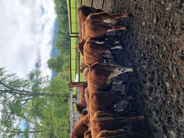 Lote 60 Ternero en Futrono, XIV Región Los Ríos