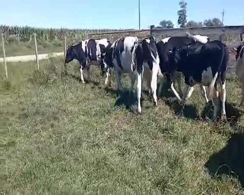 Lote (Vendido)9 Novillos HOLANDO 470kg -  en COLONIA ITALIA