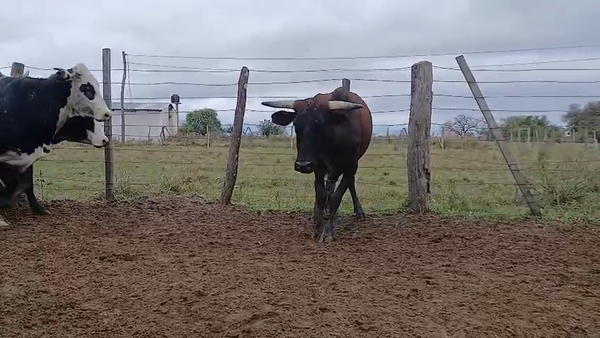 Lote 32 Vientres preñados en Corrientes, San Luis del Palmar