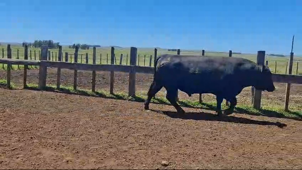 Lote 3 Toros PI / PO / PC 2 AA,  1 RA en LAURELES