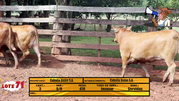 Lote LOTE 71 -EN VIVO