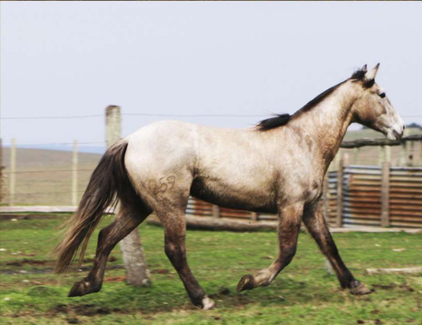 Lote Santa Gloria Fufurufa