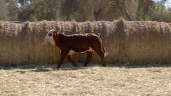 Lote HEMBRAS Remate Nucleo Genbra