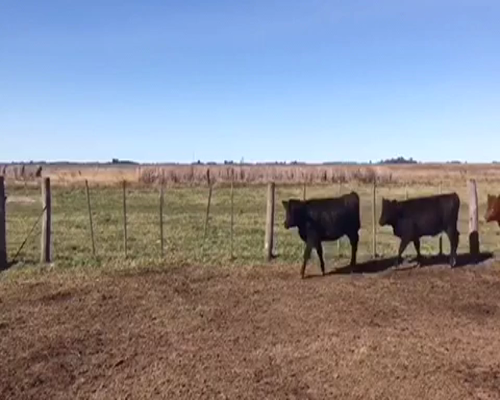 Lote 27 Terneras de 220Kg en Gral. Paz, Buenos Aires