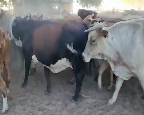Lote 250 Vacas de invernar en Saladas, Corrientes