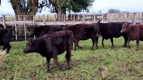 Lote 35 Terneros/as en Olavarria