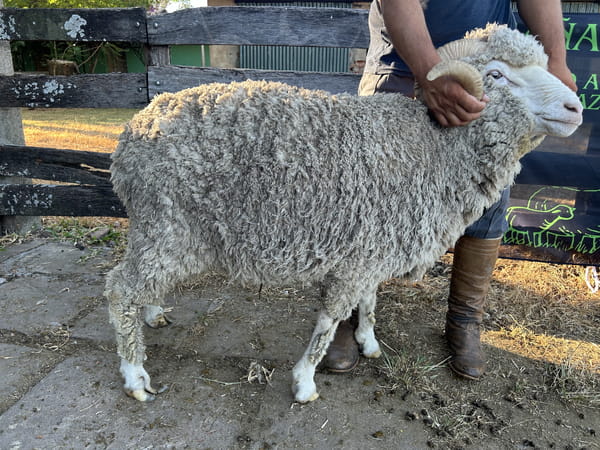 Lote Borrego 4/6D (MO: Si)