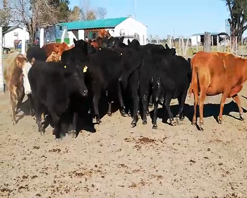 Lote 45 Vacas de invernar en Federal, Entre Ríos