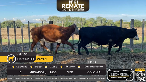 Lote 5 Vacas preñadas en La Horqueta, Colonia