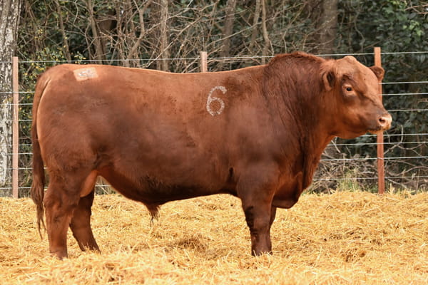 45824 — TOROS ANGUS PC